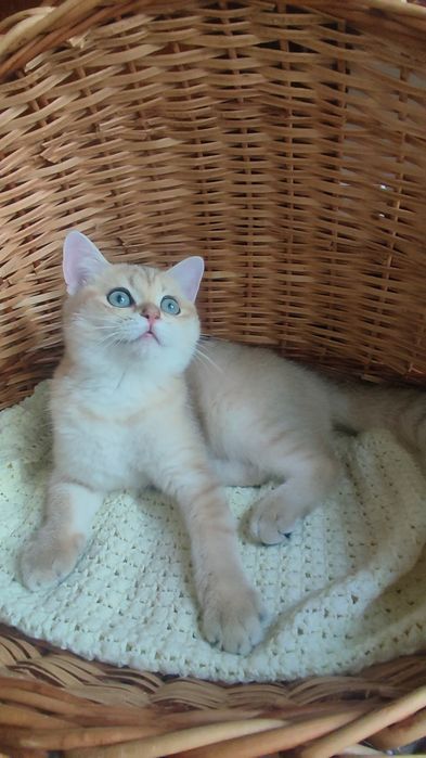 ЗОЛОТАЯ шиншилла