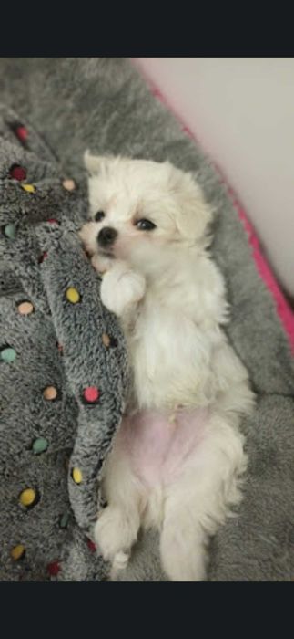 Maltańczyki z Domowej Hodowli