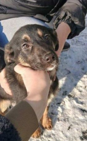 Отдам даром в добрые руки щенков