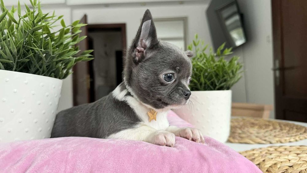 Chłopczyk Chihuahua Niebiesko-Biały z Rodowodem Milo