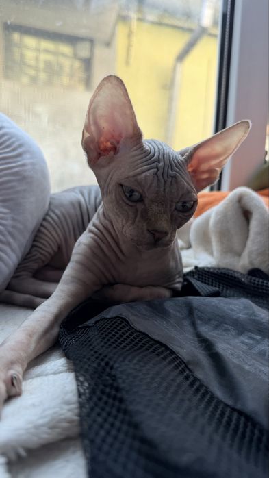 Котята канадський сфінкс
