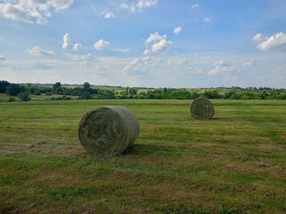Siano belki bele tegoroczne 1 pokos