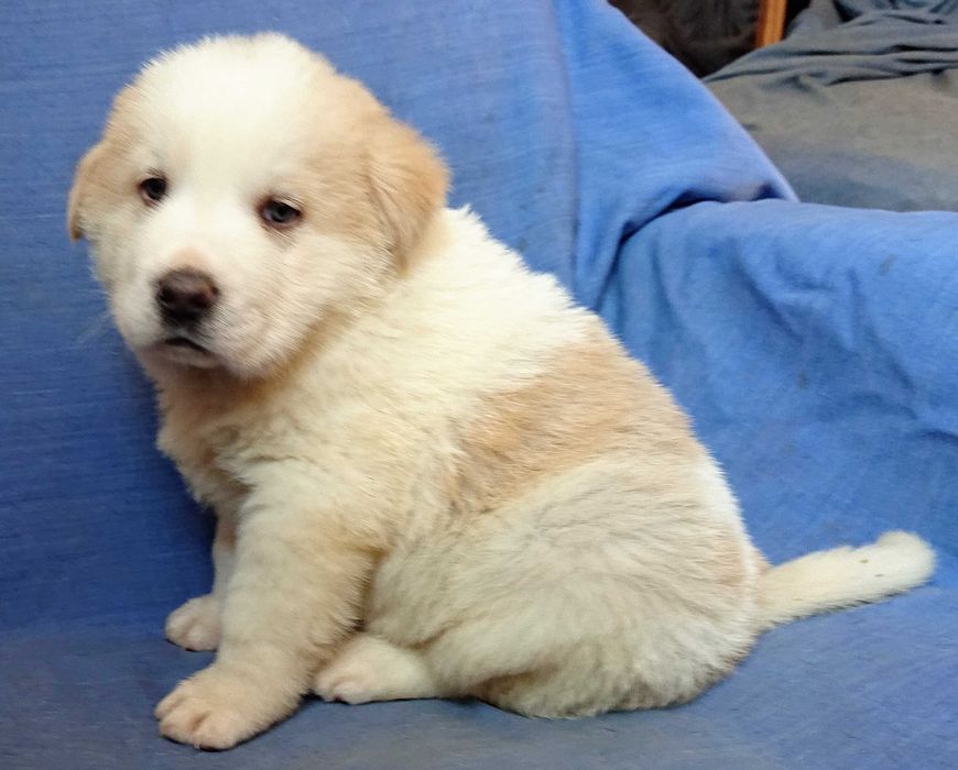 Owczarek środkowoazjatycki szczenię piesek ZKwP FCI