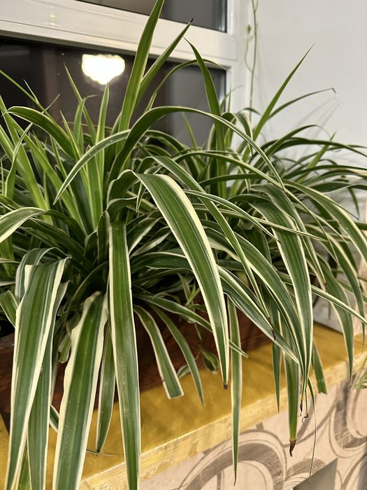 Хлорофітум продам