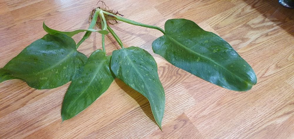 филодендрон Имбе Вайт Марбл