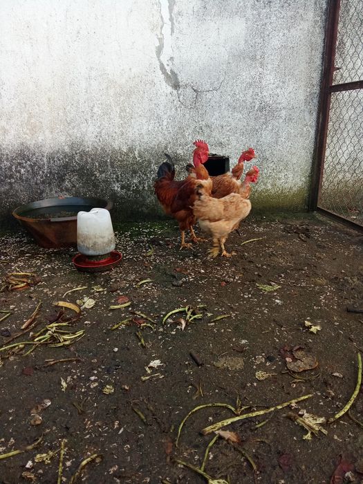 Ovos galinha amarela portuguesa