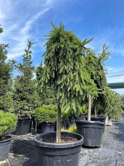 Інверса, Форманек, Ялівець, Ялини