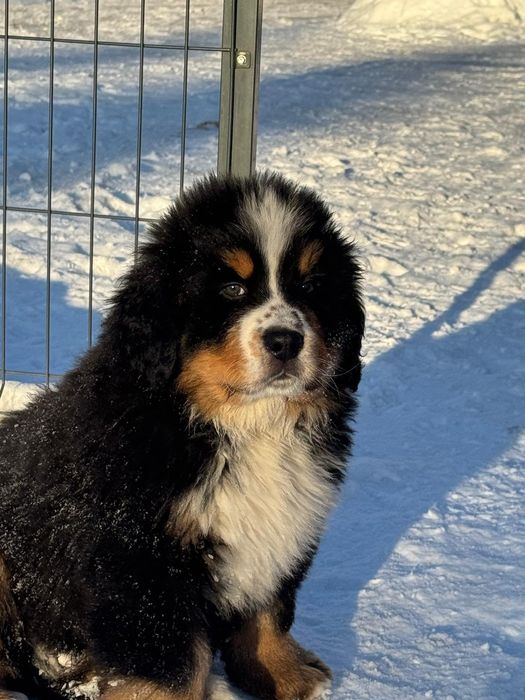 Berneński Pies Pasterski