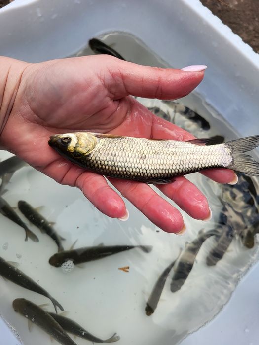 Amur karp koi karaś złota orfa jesiotr