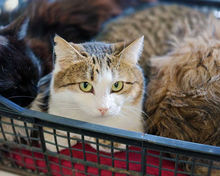 Дуже ніжна чарівна киця Лайта терміново, 1 р, кішка, кошка шукає дім