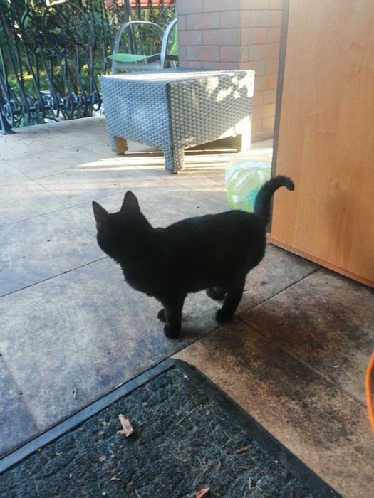 Czarny kot. oddam za darmo