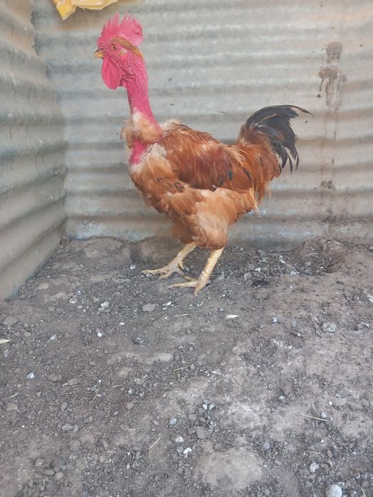 Vendo galinhas de pescoço pelado