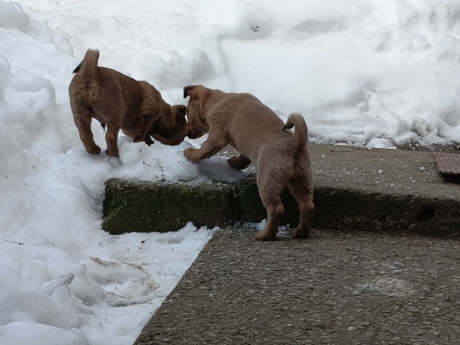 Małe pieski do oddania