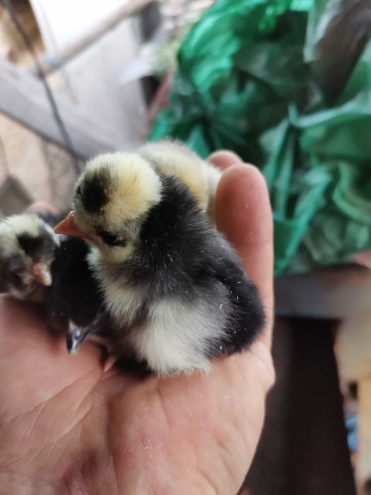 Інкубаційне яйце голландських білочубі