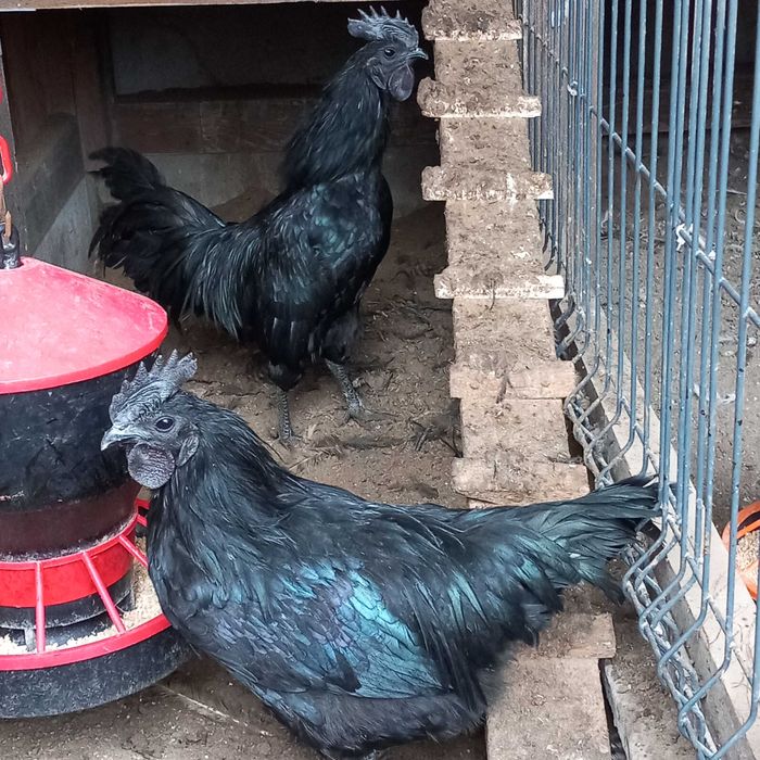 Ayam cemani czarne kury jaja lęgowe