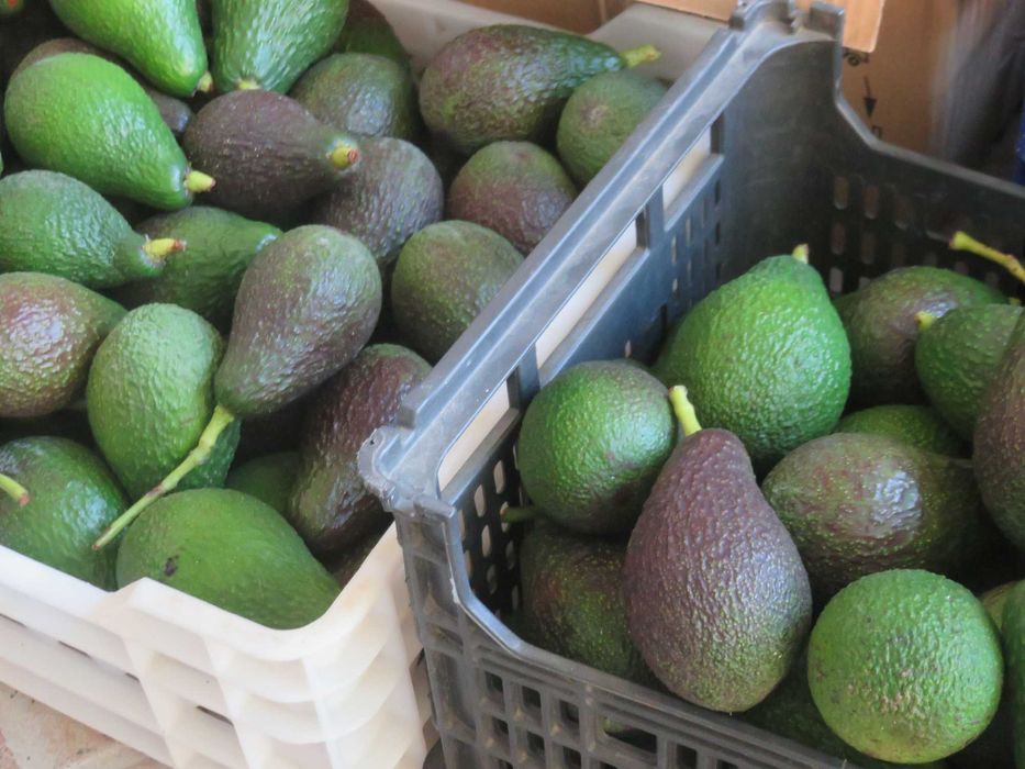 Abacate Biológico de Produção Nacional