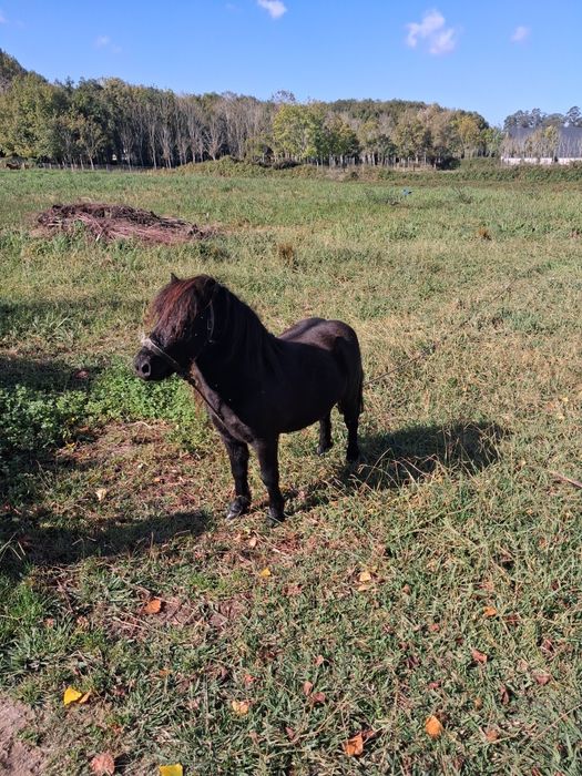 Ponei macho preto