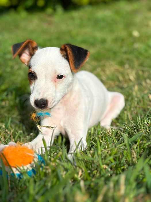 Jack Russell Terrier - ostatni piesek z miotu!