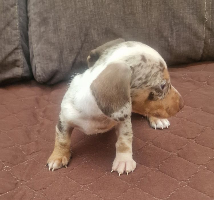 Macho Teckel Miniatura  Piebald