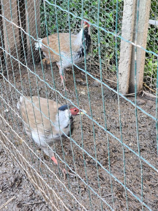 Faisões prateados e coleira