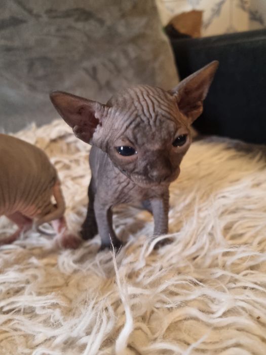 Sphynx gatinha super top