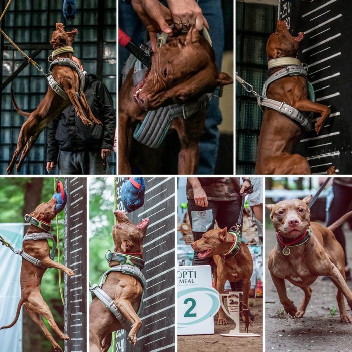 Американский Питбультерьер (АПБТ) Вязка