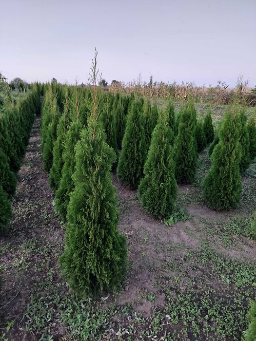 Туя Смарагд колоновидна висотою 1-1,8м - пишні, підживлені