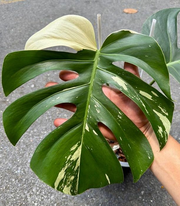Monstera variegata Mint