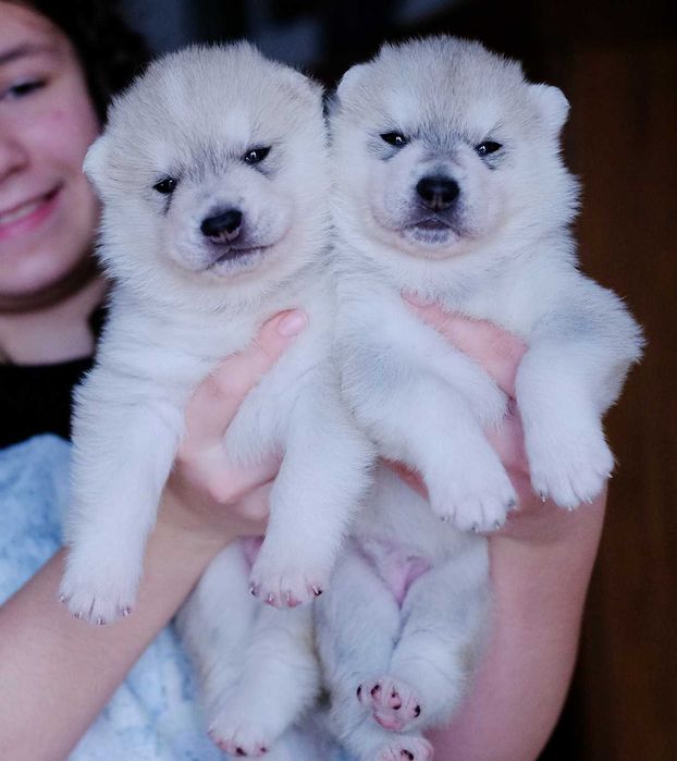 La Dam Latea FCI - Siberian Husky - szczeniak z rodowodem ZKwP