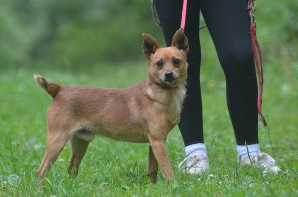 Porto-do adopcji