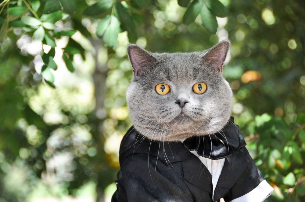 Одесса Вязка клубный шотландский прямоухий кот не британский