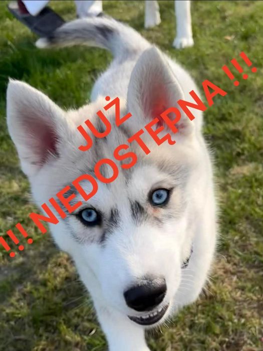 Siberian Husky -szczeniak