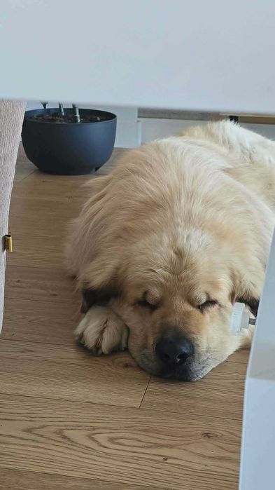 Łagodny, spokojny, Misiek do adopcji