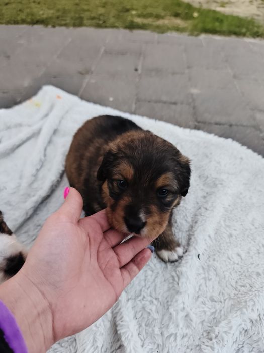 Oddam pieski w dobre ręce Rezerwacja