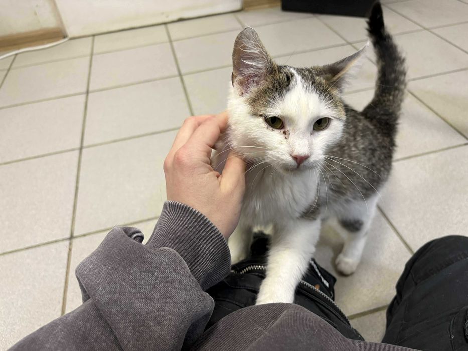 Piękny kotek szuka domu