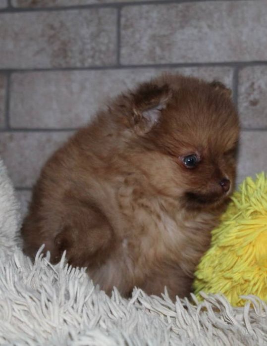 Супер міні шпіцулі