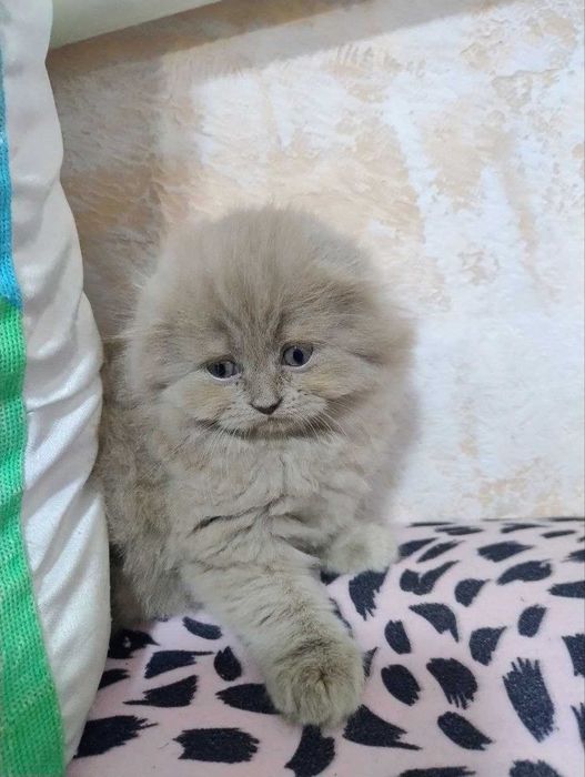 Продаються кошенята!