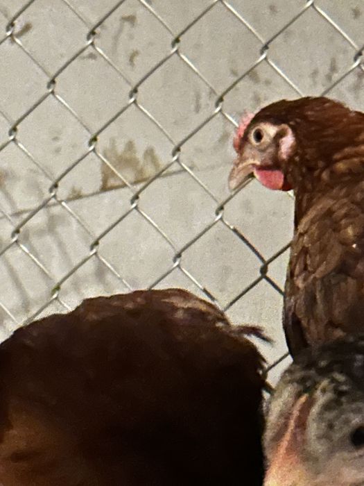 Kury, kurczęta odchowane, indyki, brojlery, kaczki, gęsi