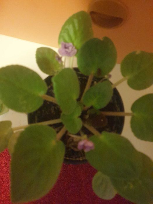 Кімнатні рослини