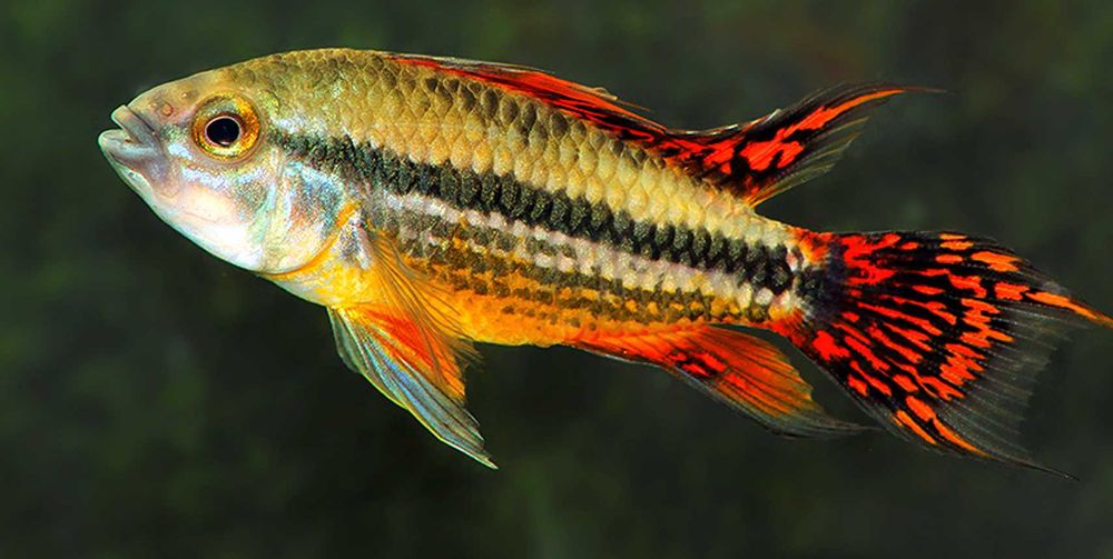 Pielęgniczka kakadu - Apistogramma cacatuoides - dowozimy, wysyłamy