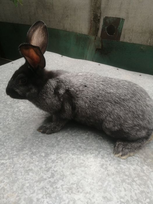 Продам кролики...