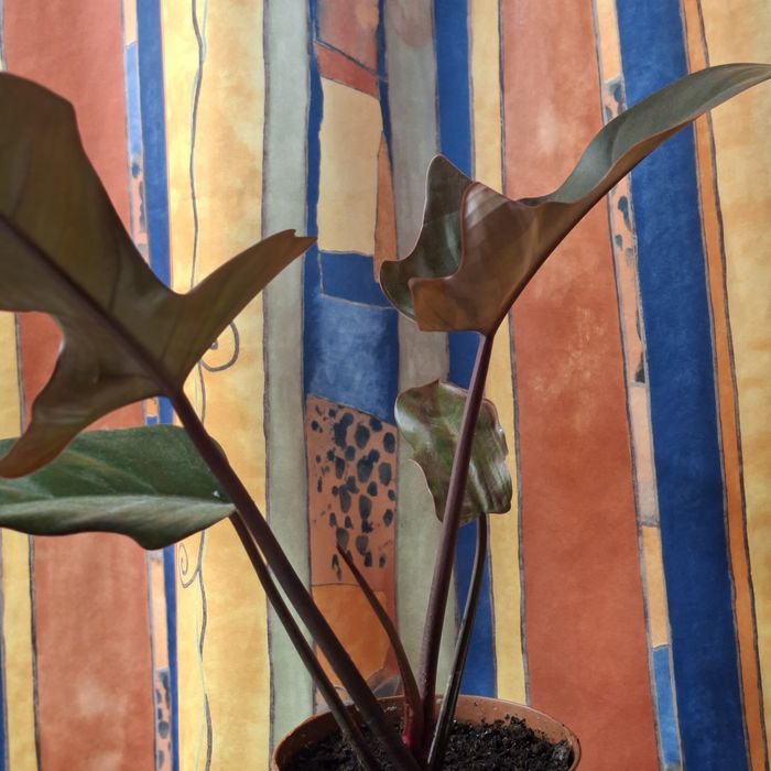 Sprzedam Philodendron Florida Bronze
