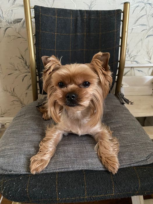 Вʼязка Йоркшерського Терʼєра