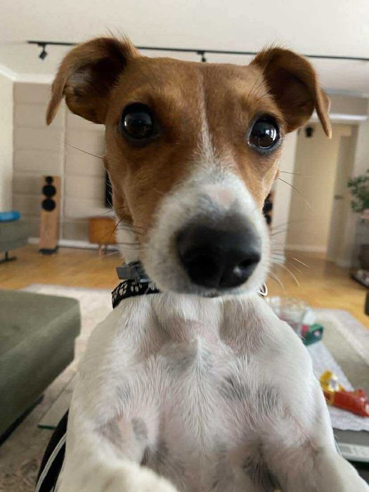 Szczenię Jack Russel Terier