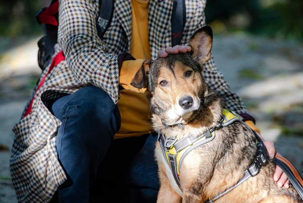 Молода красива собака добра хазяйка своєї території. Активна енергійна