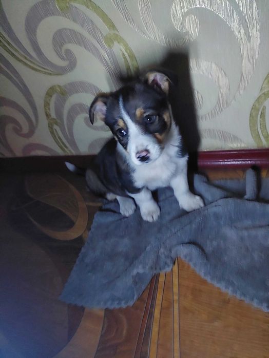 Срочно! Отдадим щенка в хорошие руки