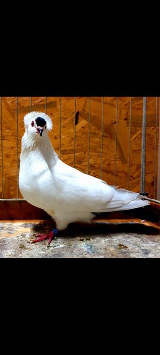 Południowoniemieckie z czółkiem gołębie ozdobne rasowe