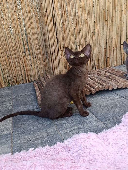 Kotka Devon rex czekoladowa do hodowlii rodowód FPL