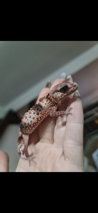 Nephrurus cinctus