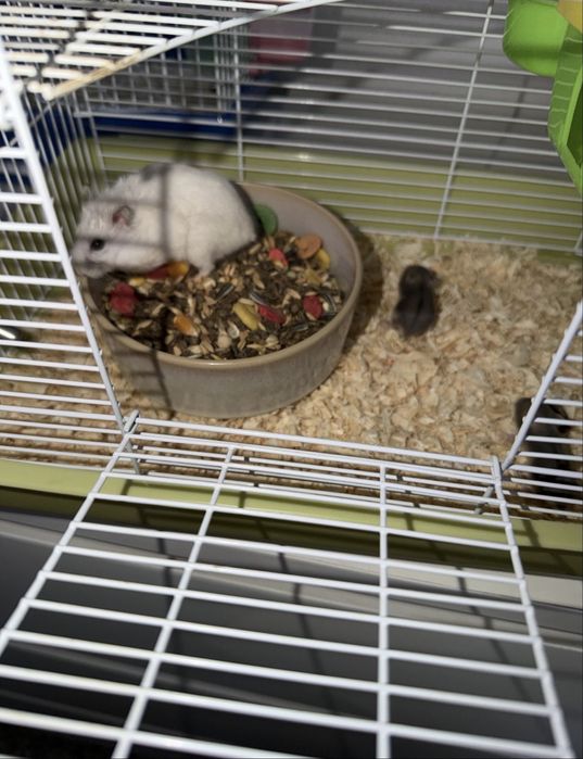 Hamsters Suiços P/ Dar